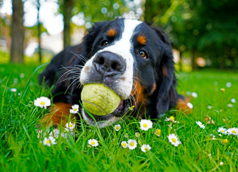 Bernese Mountain Dog puppy lying on the grass with a tennis ball in his mouth.